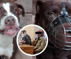 Pitbull zagryzł Kamila. Kolejna rozprawa w przemyskim sądzie. Biegli wydali opinię o psach [ZDJĘCIA]