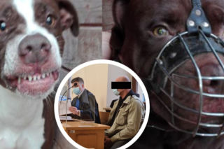  Pitbull zagryzł 12-letniego Kamila. Agresja była wyuczona? Miażdżąca opinia biegłych! Padły mocne słowa