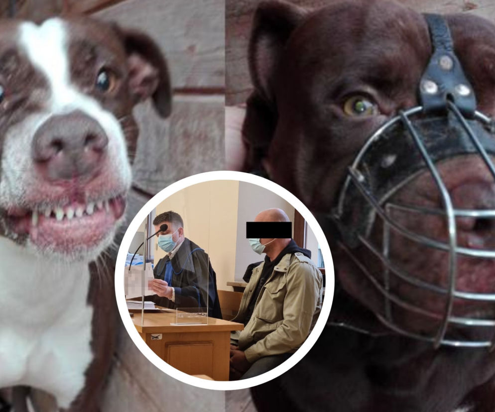Pitbull zagryzł Kamila. Kolejna rozprawa w przemyskim sądzie. Biegli wydali opinię o psach [ZDJĘCIA]