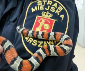 Interwencje Eko Patrolu w Warszawie