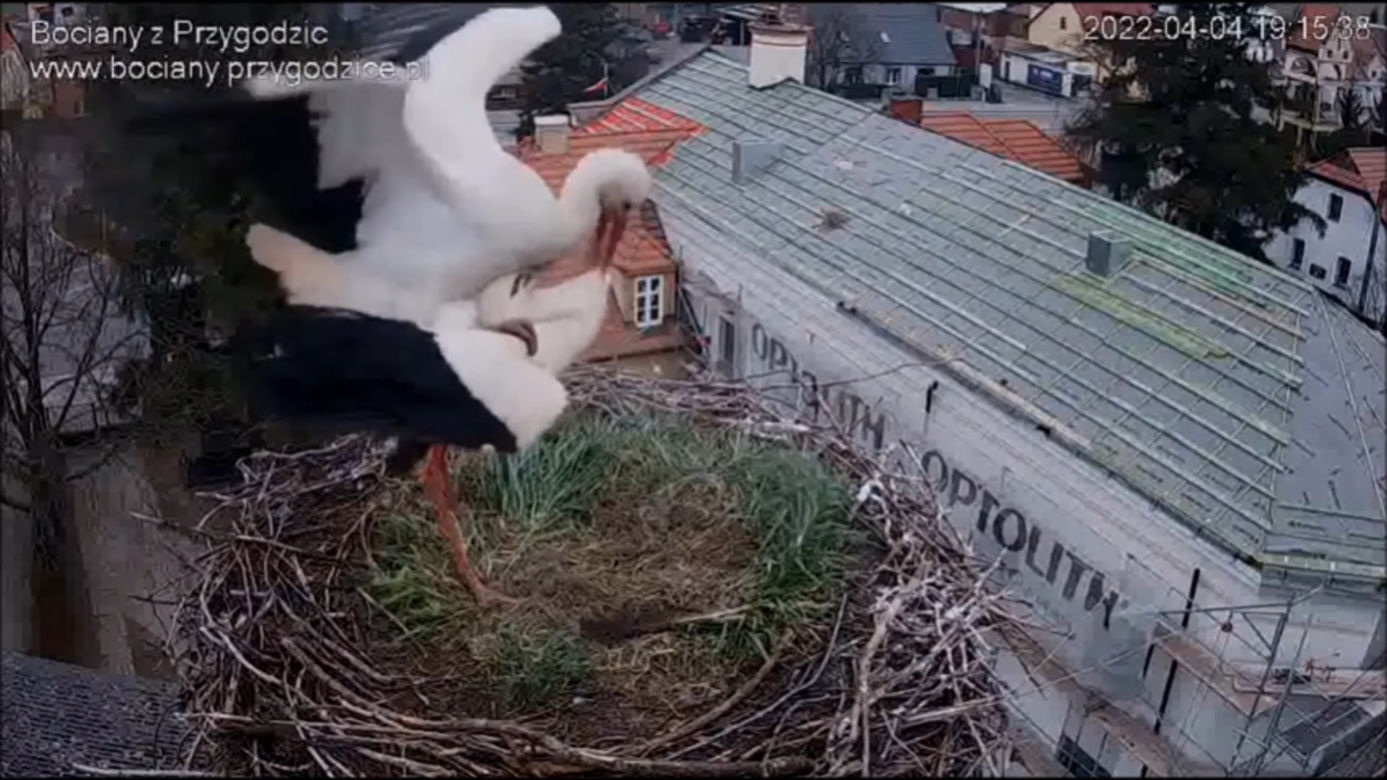 Wojna w bocianim gnieździe! Intruzi zniszczyli jedno jajo