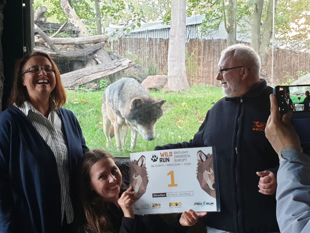 Weekendowe atrakcje we wrocławskim zoo: Dzień Wilka i charytatywny "Dziki Bieg"