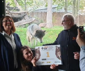 Weekendowe atrakcje we wrocławskim zoo: Dzień Wilka i charytatywny Dziki Bieg