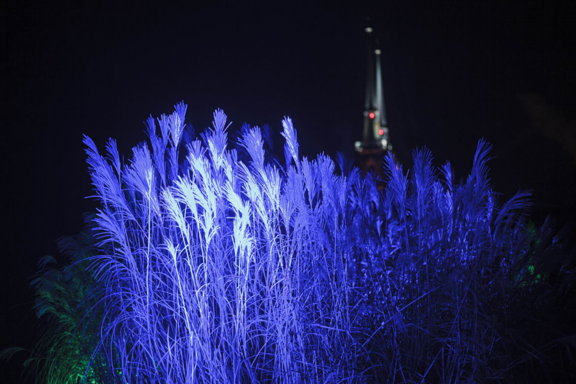 Lasery, muzyka i kolorowe iluminacje w Ogrodzie Botanicznym we Wrocławiu