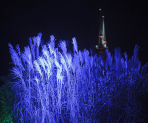 Lasery, muzyka i kolorowe iluminacje w Ogrodzie Botanicznym we Wrocławiu