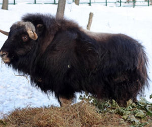Gdańskie ZOO ma nowego mieszkańca! To jedyny taki okaz w Polsce