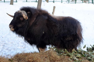 Gdańskie ZOO ma nowego mieszkańca! To jedyny taki okaz w Polsce