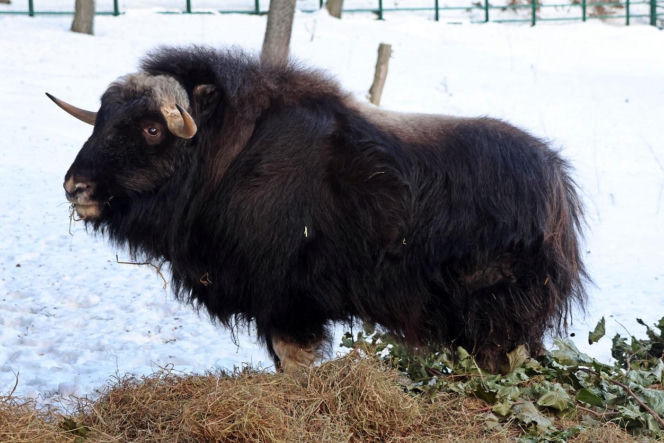Gdańskie ZOO ma nowego mieszkańca! To jedyny taki okaz w Polsce