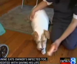 Przeżył, bo pies odgryzł mu palec 