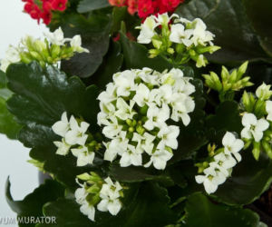 Kalanchoe Blossfelda