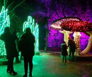 Lumina Park w Ogrodzie Botanicznym UMCS w Lublinie