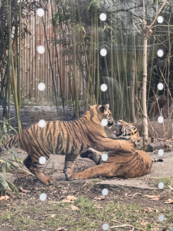 Czy warto jechać do ZOO Wrocław zimą?