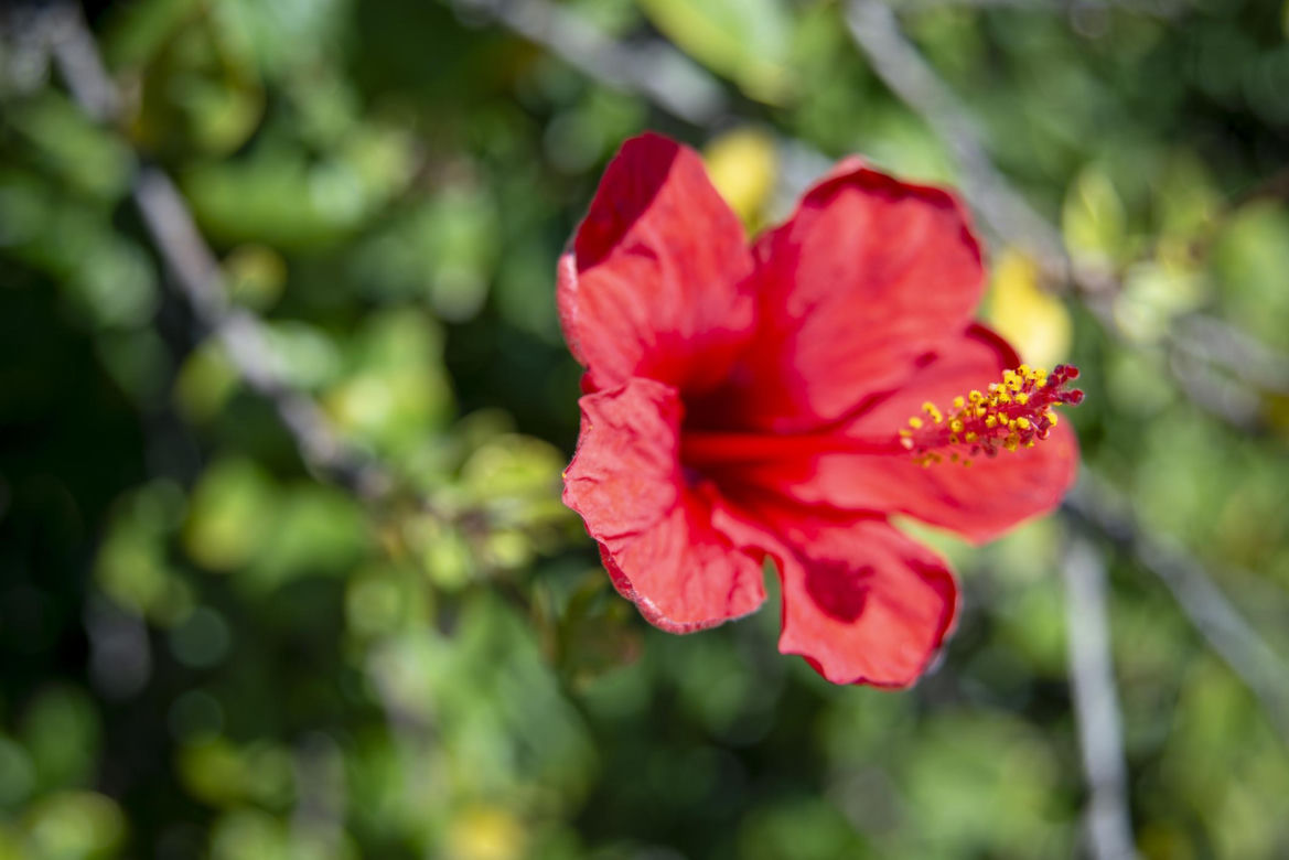 Hibiskus