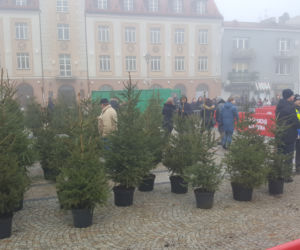 Białystok. Białostoczanie wymienili sztuczne choinki na żywe