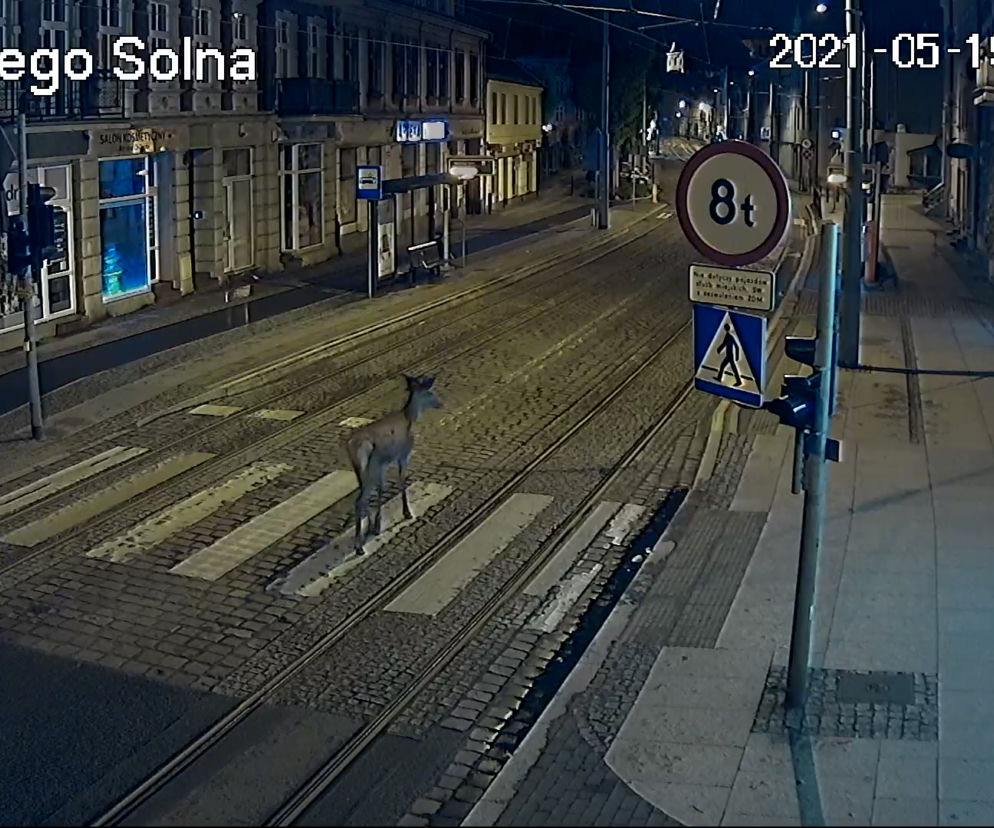 sarna