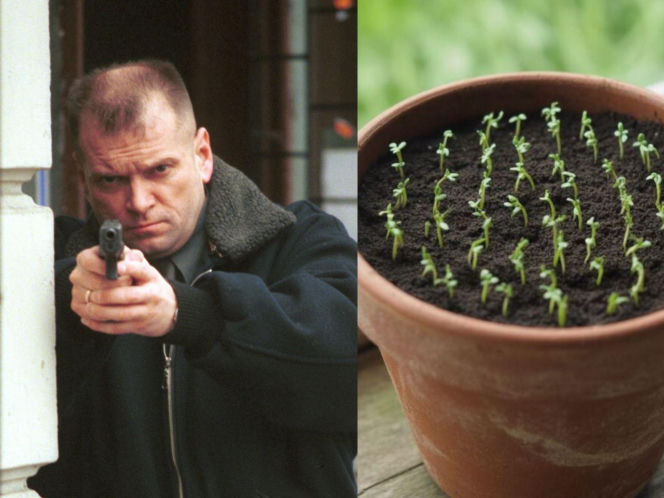 Rzeżuchy które wyglądają jak Krzysztof Rutkowski i jego legendarne fryzury