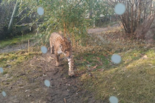 Opolskie zoo połączy dwa różne jaguary