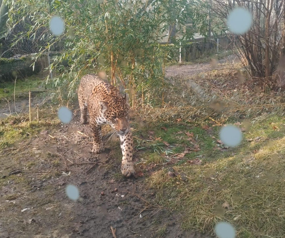 Jaguar z opolskiego zoo