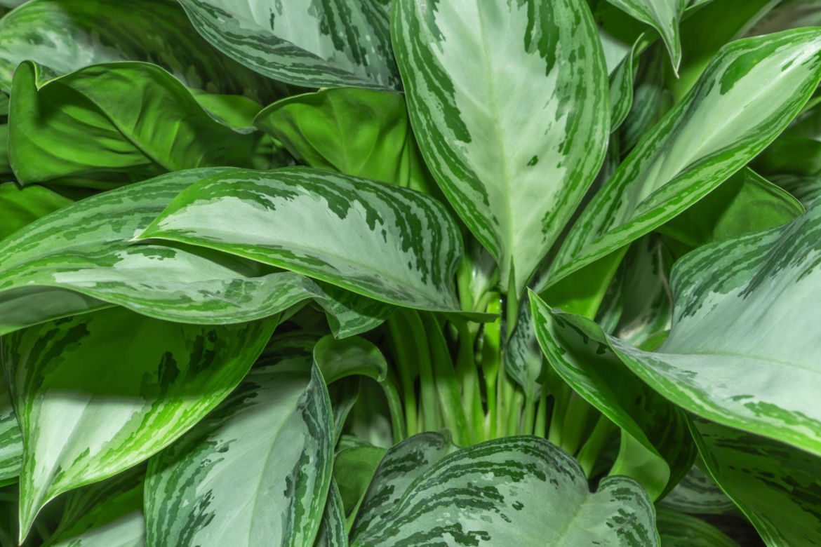 Aglonema