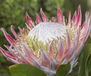 Protea królewska