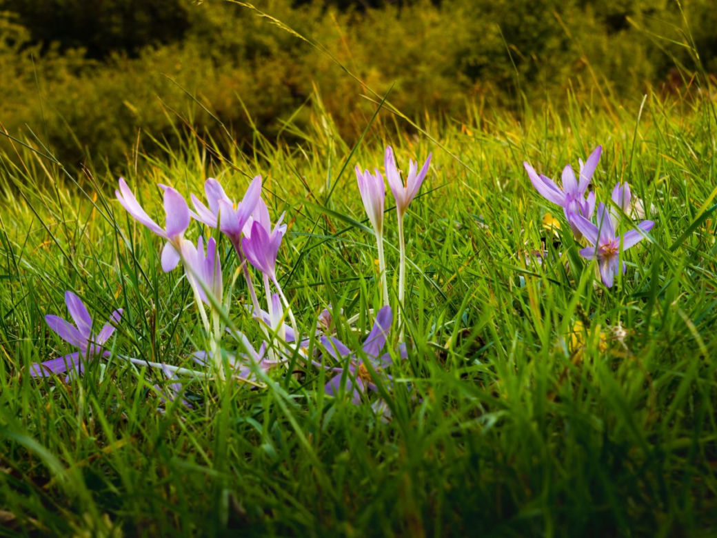 Krokusy jesienne