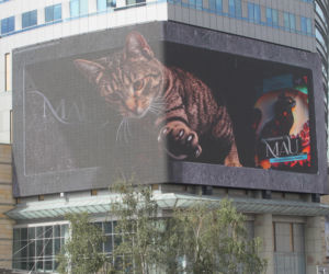 Kot na ekranie reklamowym LED Warsaw STAGE na wieżowcu Skylight