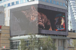 Kot na ekranie reklamowym LED Warsaw STAGE na wieżowcu Skylight