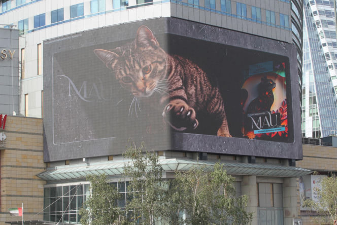 Kot na ekranie reklamowym LED Warsaw STAGE na wieżowcu Skylight