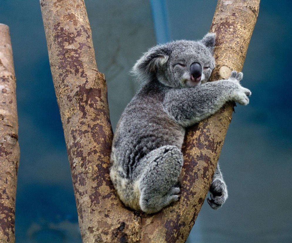 Płock pamięta o Australii! Sami możecie pomóc, szyjąc kieszonki, torby i gniazka! Kiedy?