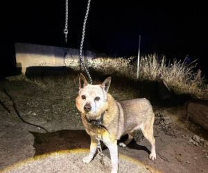 Bestialstwo pod Oławą. Ktoś przywiązał psa stalową linką i zostawił na pewną śmierć