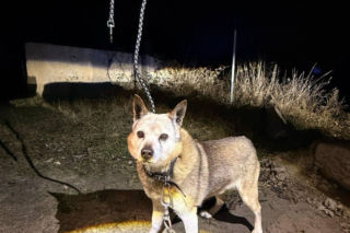 Bestialstwo pod Oławą. Ktoś przywiązał psa stalową linką i zostawił na pewną śmierć