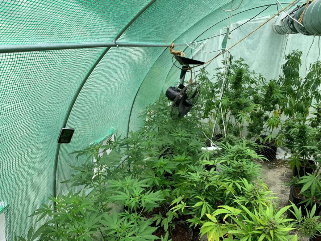 Potężna plantacja konopi pod Bochnią. Kobieta miała 116 krzaków