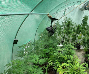 Potężna plantacja konopi pod Bochnią. Kobieta miała 116 krzaków