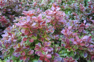 Berberys Thunberga 'Admiration'PBR - Berberis thunbergii 'Admiration'