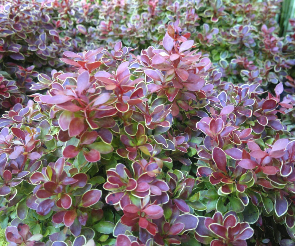 Berberys Thunberga 'Admiration'PBR