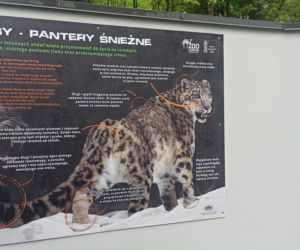 W śląskim ZOO powstała nowa woliera dla panter śnieżnych