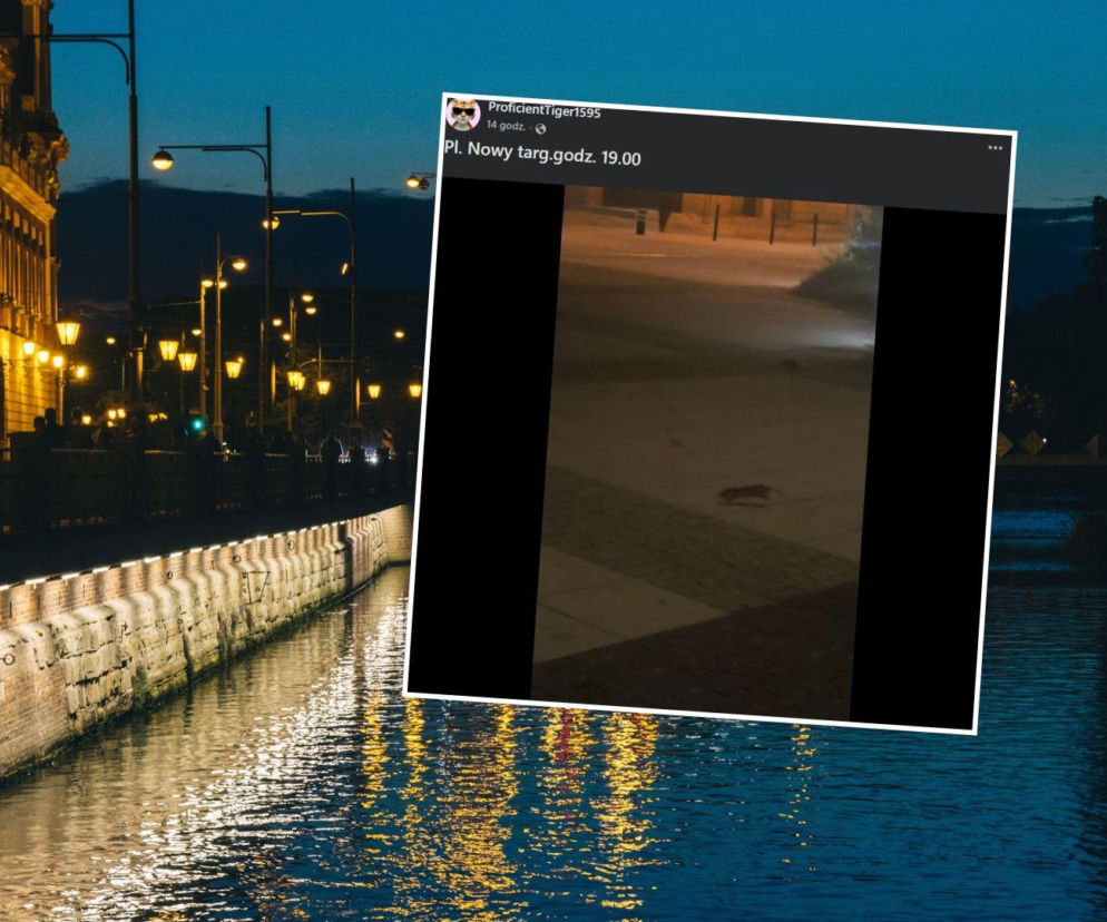 Plaga w centrum miasta. Mieszkańcy nagrali, co panoszy się po zmroku