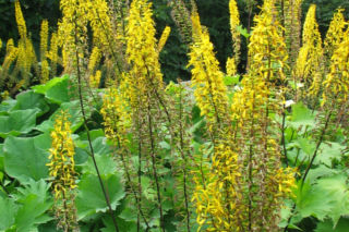 Języczka strzelista ‘The Rocket’ = języczka wąskogłówkowa ‘The Rocket’ - Ligularia stenocephala ‘The Rocket’