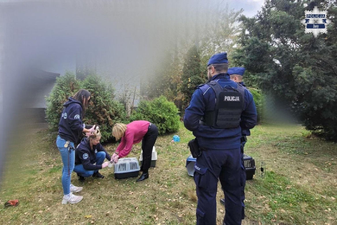 Interwencja w Żorach. Kilkanaście kotów przetrzymywano w skandalicznych warunkach, jedno zwierzę nie przeżyło