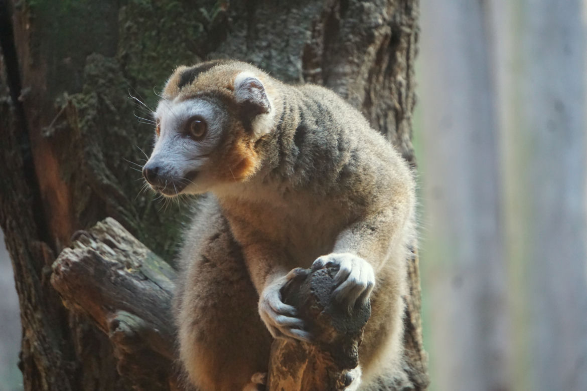 Lemury koroniaste we wrocławskim zoo