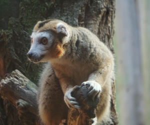 Lemury koroniaste we wrocławskim zoo