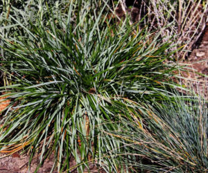 Sesleria błękitna