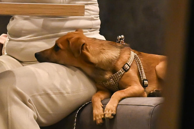 Monika Richardson z dzieckiem i pieskiem