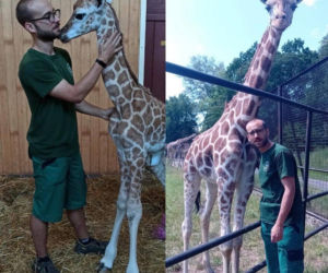 Wzruszające wspomnienia opiekunów żyrafy Pietruszki. „Wybrała mnie na swoją „matkę””