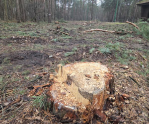 Przebudowa pętli Las Gdański ruszy w 2026 roku. Wycięto ponad 330 drzew!