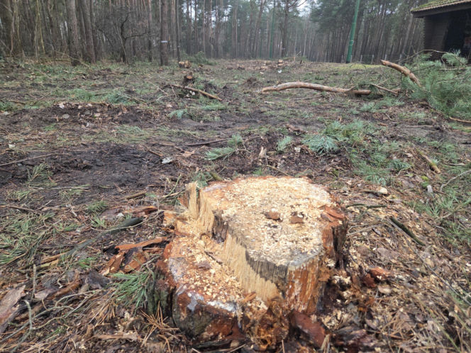 Przebudowa pętli Las Gdański ruszy w 2026 roku. Wycięto ponad 330 drzew!