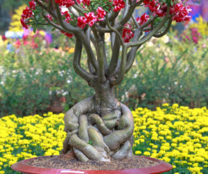 Róża pustyni (adenium)
