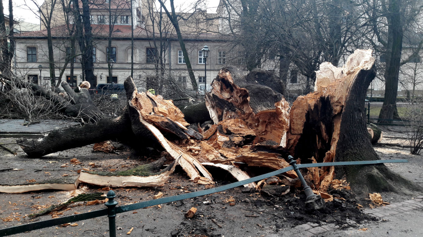 Ogromne drzewo powalone na Plantach [ZDJĘCIA]