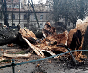 Ogromne drzewo powalone na Plantach [ZDJĘCIA]