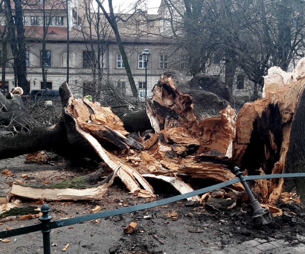 Ogromne drzewo powalone na Plantach [ZDJĘCIA]